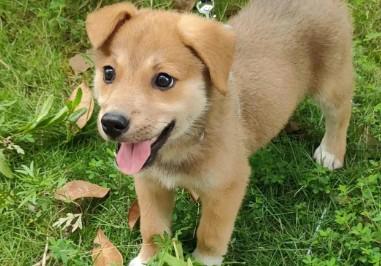 为什么狗狗要做领主