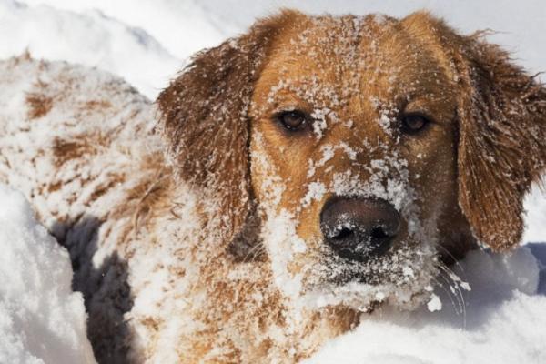 狗狗为什么不怕雪地