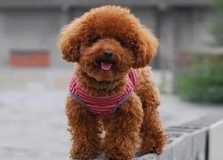 狗狗什么时候教大小便