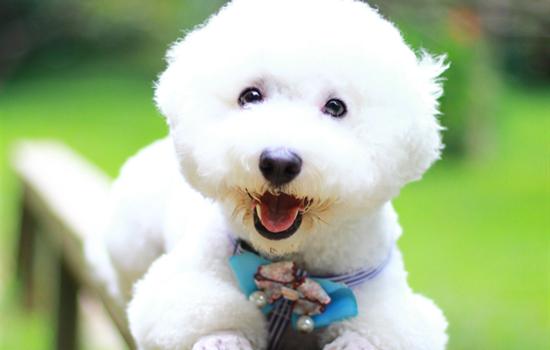 成年比熊犬一天吃多少狗粮-图1
