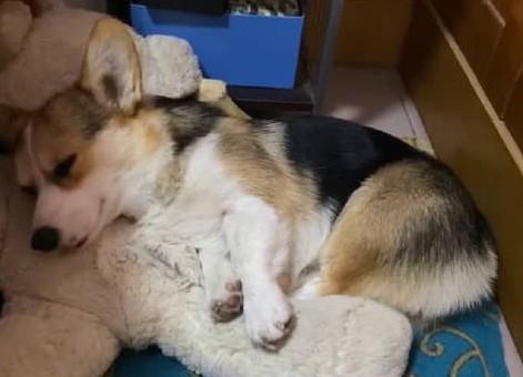 狗狗为什么抓前爪睡觉-图1
