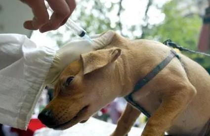 10斤犬用缩宫素剂量