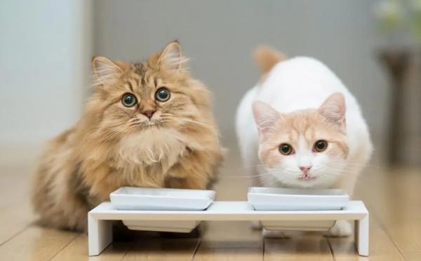 怎么阻止猫爸爸上自己女儿