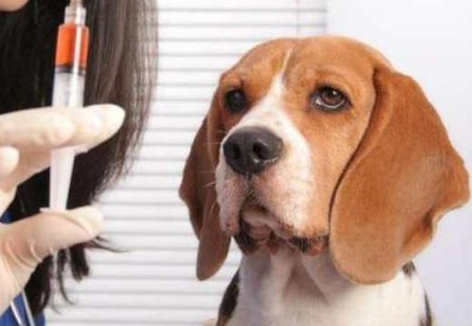 狂犬病七天自测