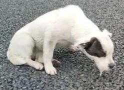 狗狗为什么老吐白沫子怎么回事啊