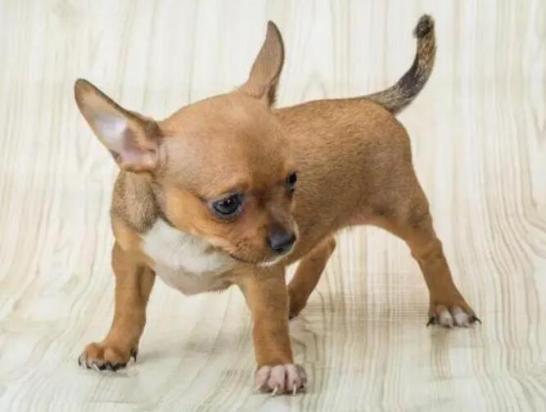 小型犬品种大全图片排名-图1