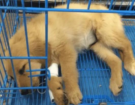 犬瘟症状前兆有哪些表现图片-图1