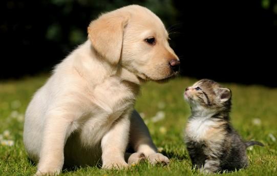 狗狗猫猫用品价格差异分析-1