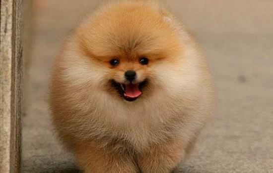 新手怎么养博美犬-图1