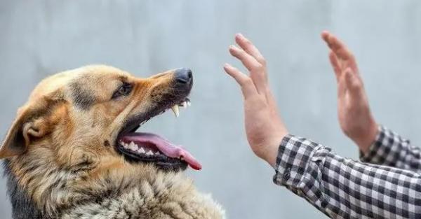 得了狂犬病的狗能活多久呢？