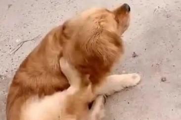 为什么狗狗挠自己