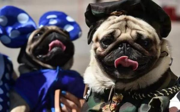 宁波禁养犬2023-图1