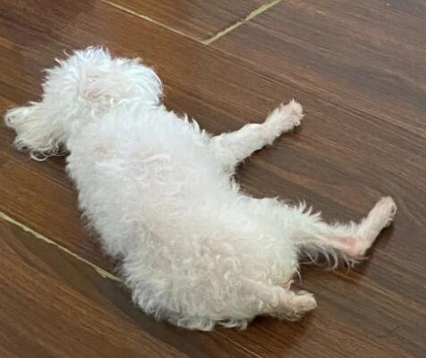 狗子宫蓄脓流什么颜色的液体图片