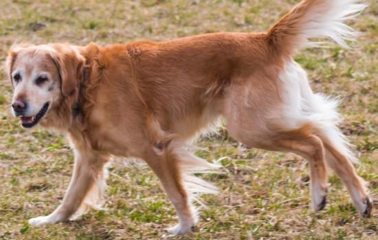 新手养金毛幼犬要注意什么-图1
