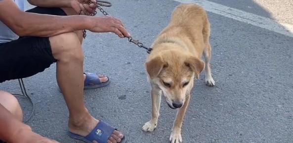 为什么狗狗会叫路人呢