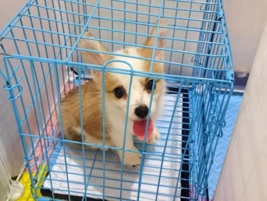 柯基幼犬放笼子一直叫不停-图1
