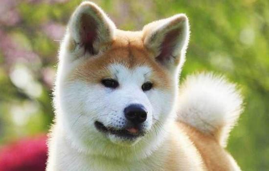 柴犬怎么养才会圆脸-图1