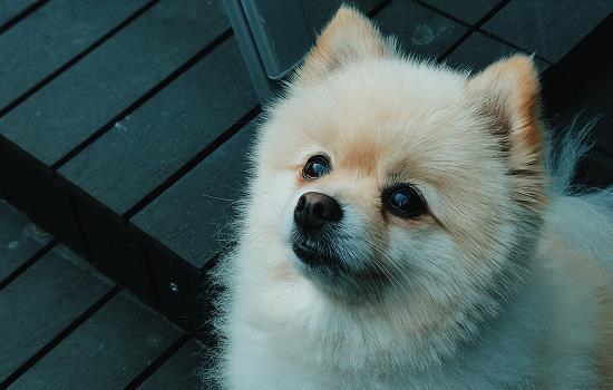狗狗得了犬瘟-图1