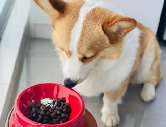 为什么狗狗拱狗粮盆-图1