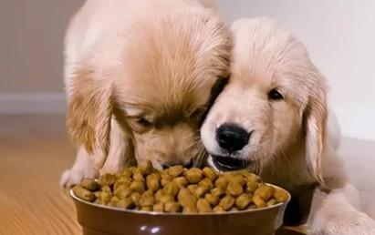 狗狗吃什么食物好-图1