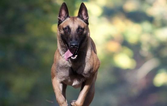 东德牧羊犬几个月爆头-图1