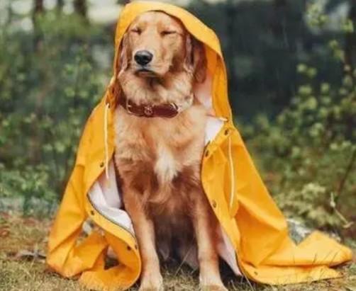 狗狗为什么穿雨衣还叫-图1