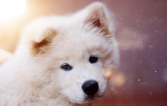 狗狗多久打一次狂犬疫苗好-图1