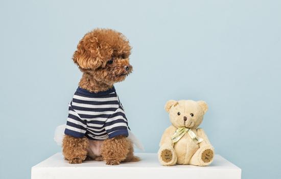 犬疫苗为什么要打三次-图1