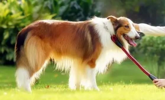 温州爱犬APP登录不上问题-1