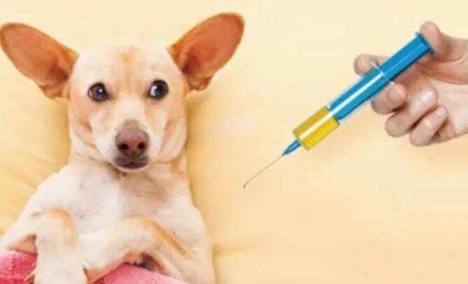 家养宠物狗打了疫苗抓到人需要打狂犬疫苗吗？-1
