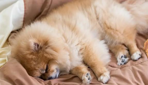 狗狗肾衰竭临死前15个前兆-图1