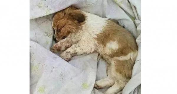狗狗死后49天全部过程-图1