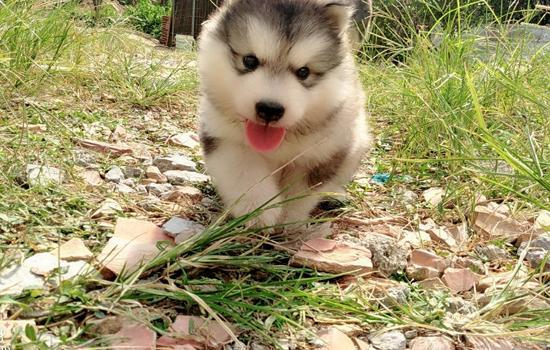 英国斗牛犬除臭方法