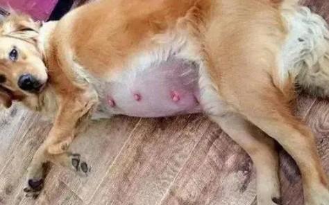 狗狗生产前1小时有什么征兆吗