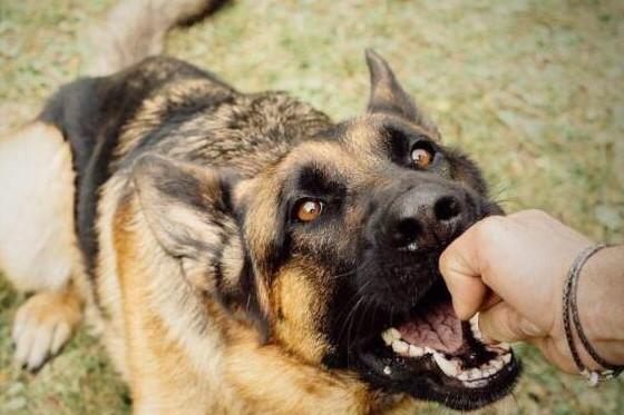 被宠物狗咬了怎么办需要打狂犬疫苗吗-图1