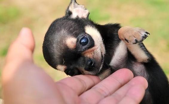小型犬狗品种大全-图1
