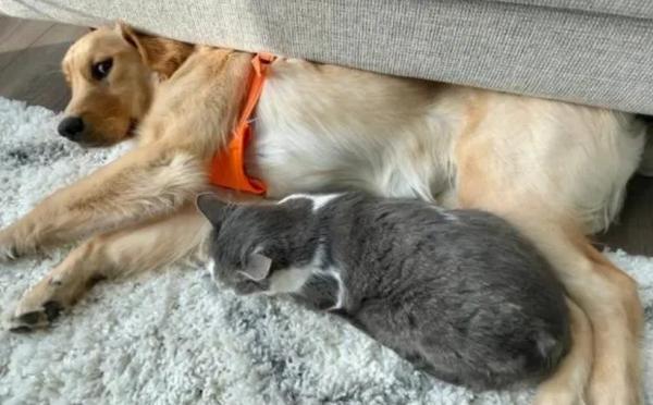 狗狗为什么会收养猫子-图1