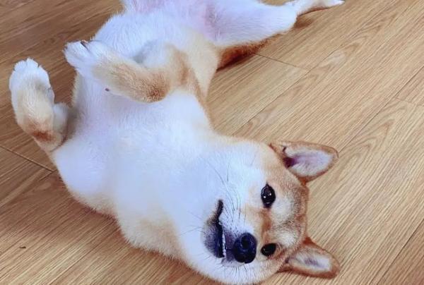 狗狗为什么露肚皮-图1