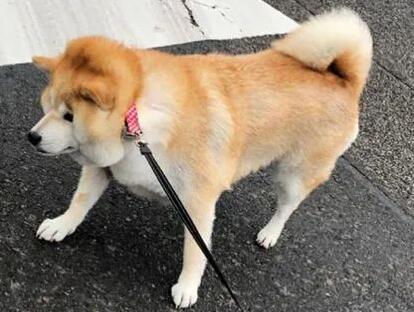 狗狗为什么送不走啊
