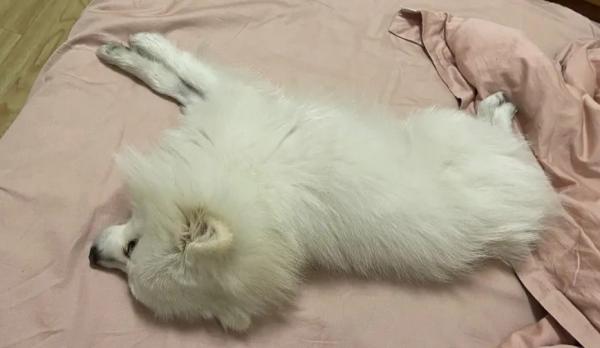 为什么狗狗舔床单的血迹