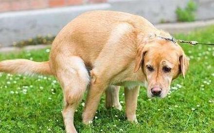 狗狗为什么会软便呢