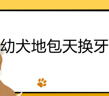 幼犬地包天换牙后会改善吗-图1