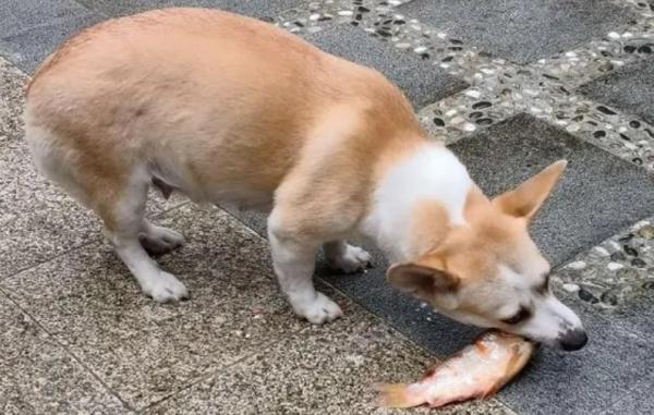 为什么狗狗总吃鱼