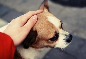 为什么一看见狗狗就想摸摸-图1