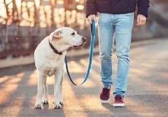 为什么狗狗一牵绳就不走路了-图1