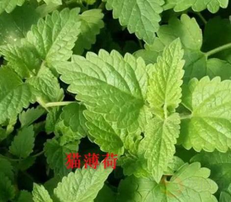 木天蓼和猫薄荷是同一种植物吗-图2