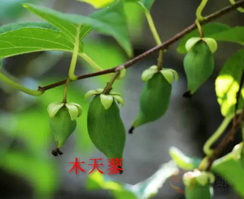 木天蓼和猫薄荷是同一种植物吗-图1