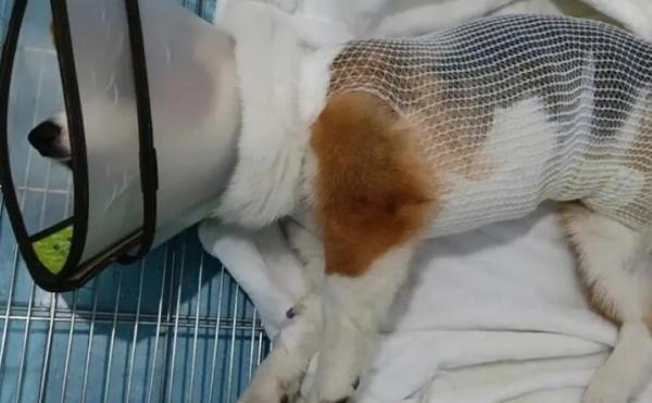 为什么狗狗一定要绝育