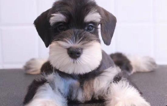 茶杯犬能吃什么食物-图1