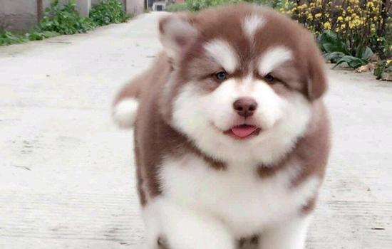 茶杯犬能吃什么不能吃什么-图1